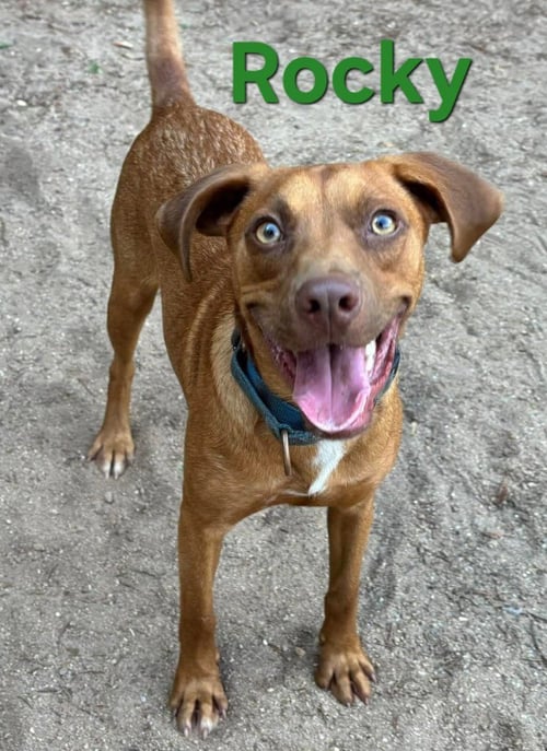ROCKY - Hound available for adoption