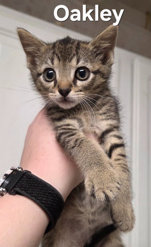OAKLEY - Domestic Short Hair available for adoption
