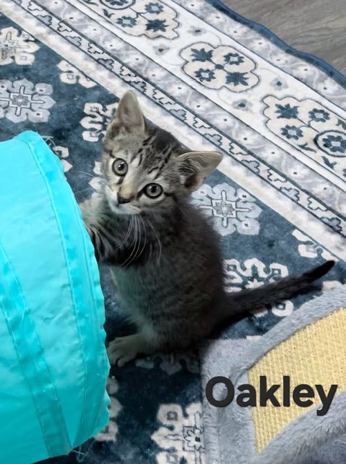 OAKLEY - Domestic Short Hair available for adoption