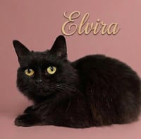 Elvira - Photo 1
