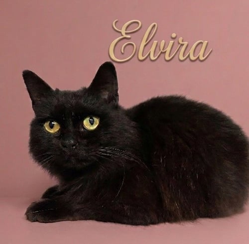 ELVIRA - Domestic Medium Hair available for adoption