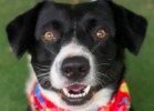 Toby (Courtesy Post) Image