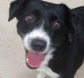 TOBY (COURTESY POST) - Border Collie available for adoption