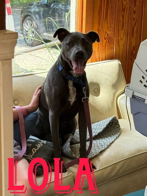 TIANA (LOLA) - Labrador Retriever available for adoption