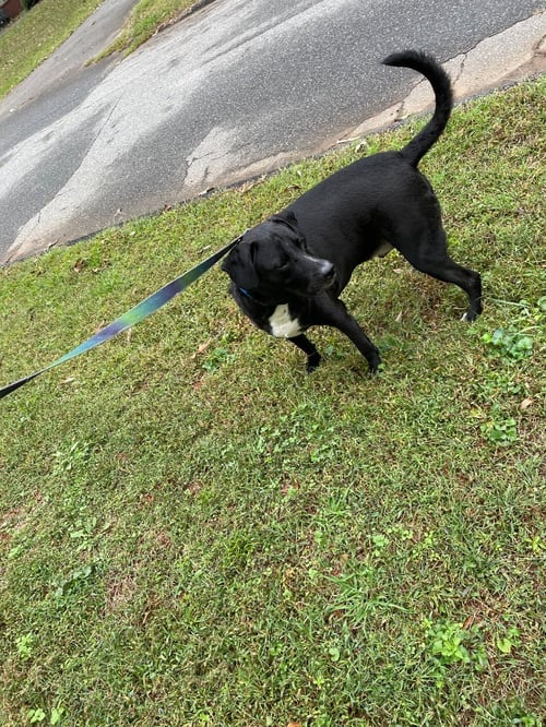 OREO (COURTESY POST) - Labrador Retriever available for adoption