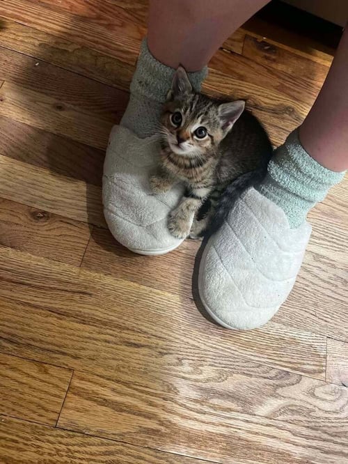 OLIVER