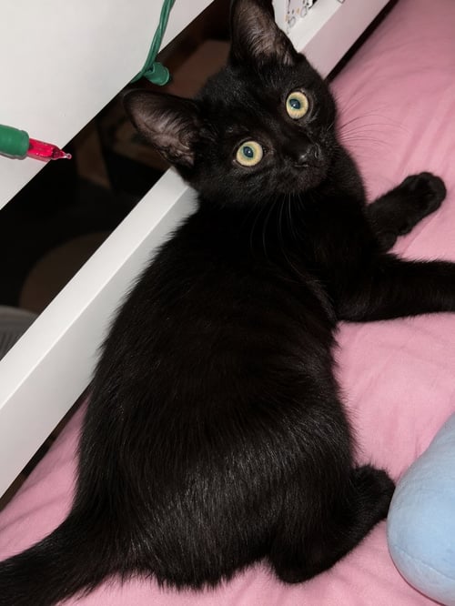 MYSTIC WILLOW - Domestic Short Hair available for adoption