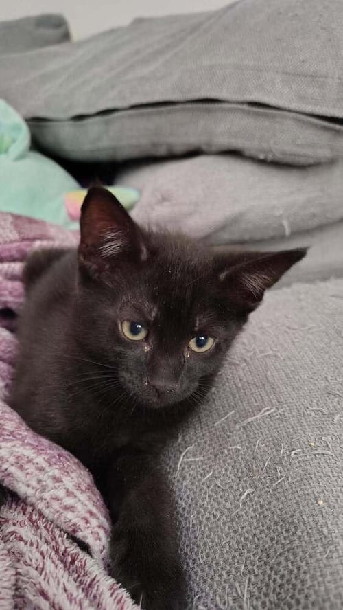 BLUE - Domestic Short Hair available for adoption