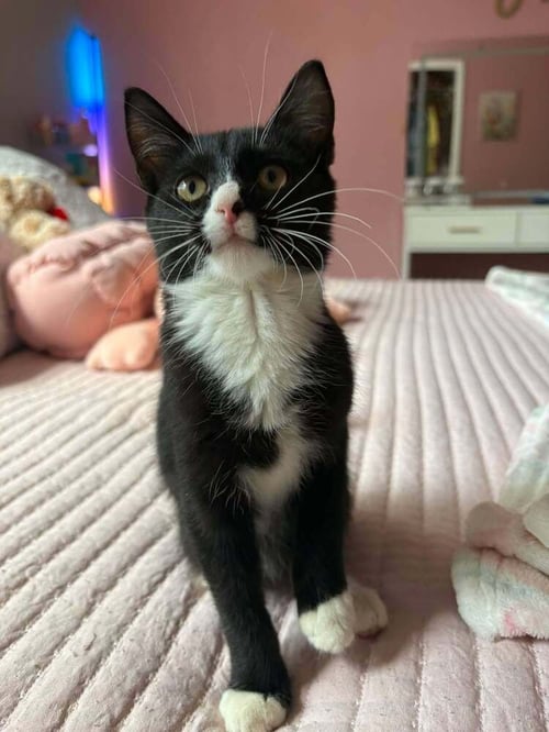 SYLVESTER - Domestic Short Hair available for adoption