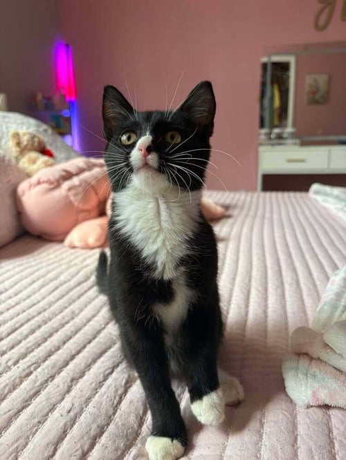 SYLVESTER - Domestic Short Hair available for adoption