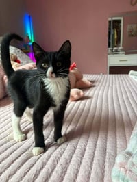Sylvester - Photo 3