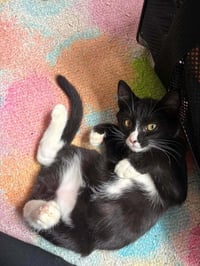 Sylvester - Photo 4