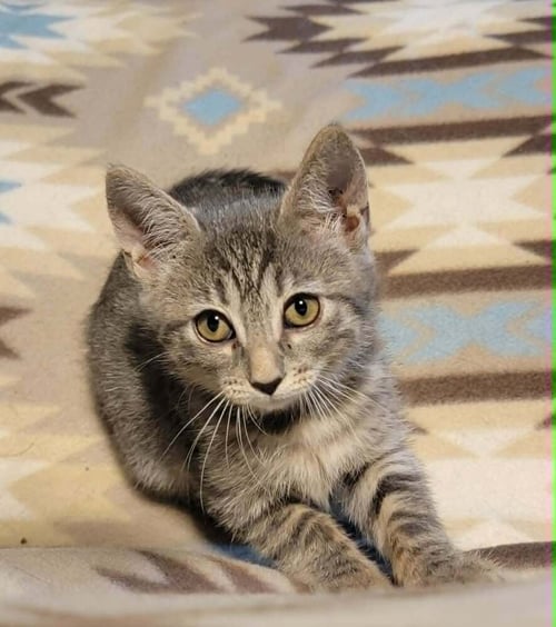 DORI - Domestic Short Hair available for adoption