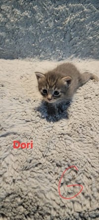 Dori - Photo 4