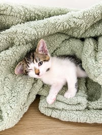 Peach - Photo 4