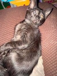 Jazz - Photo 4