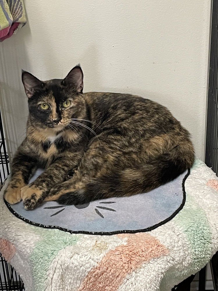 STARBURST - Domestic Short Hair / Domestic Short Hair available for adoption