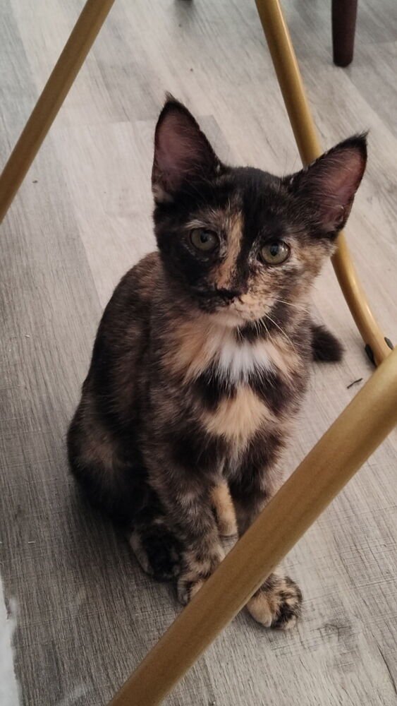 STARBURST - Domestic Short Hair / Domestic Short Hair available for adoption