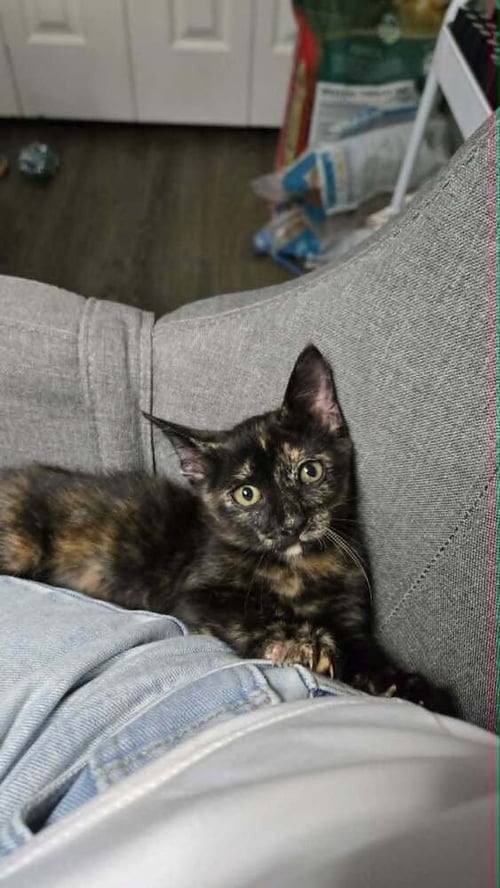 JERRICA - Domestic Short Hair / Manx for adoption in Deltona