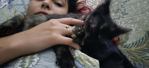 JERRICA - Domestic Short Hair / Manx available for adoption