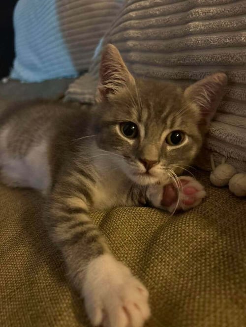 TIMMY - Domestic Short Hair available for adoption