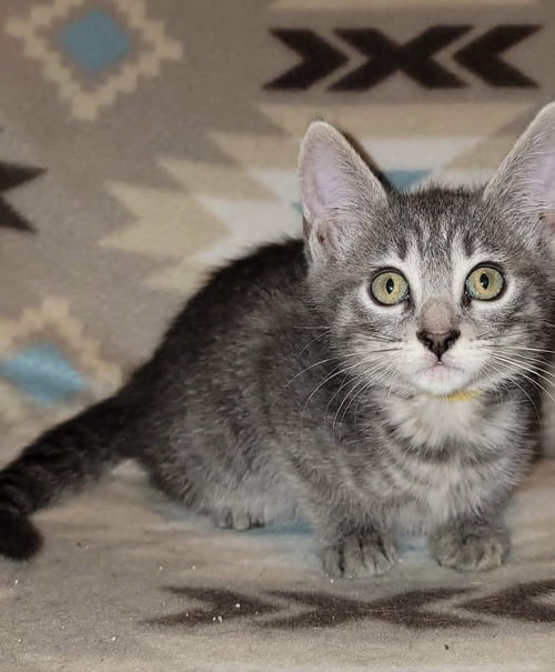 NORI - Domestic Short Hair available for adoption