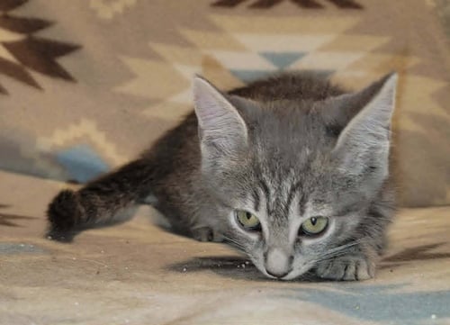 NORI - Domestic Short Hair available for adoption