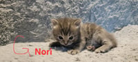 Nori - Photo 3