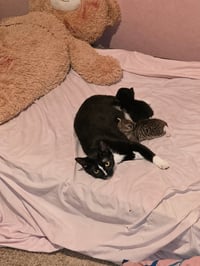 Mama Winnie the Pooh - Photo 4