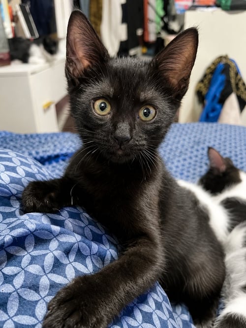 CELESTE - Domestic Short Hair for adoption in Deltona