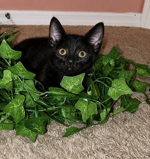 EEYORE - Domestic Short Hair available for adoption
