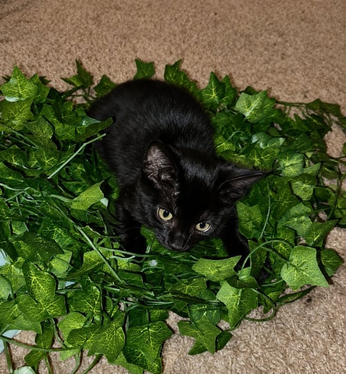 EEYORE - Domestic Short Hair available for adoption