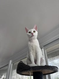 Mama Snow - Photo 1