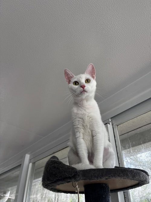 MAMA SNOW - Domestic Short Hair for adoption in Deltona