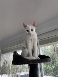 Mama Snow - Photo 2