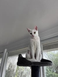 Mama Snow - Photo 3