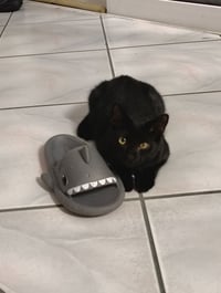 Wink - Photo 1