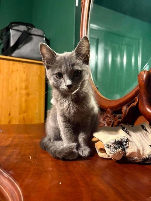 MOONSHADOW - Russian Blue / Domestic Medium Hair available for adoption