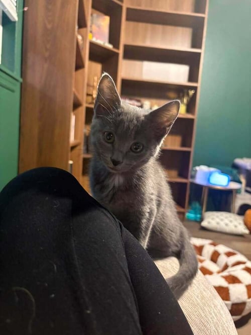 MOONSHADOW - Russian Blue / Domestic Medium Hair available for adoption