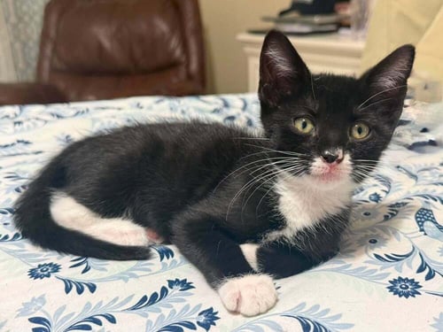 OLLIE - Domestic Short Hair for adoption in Deltona