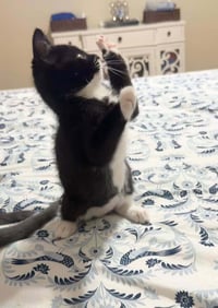 Ollie - Photo 3