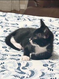 Ollie - Photo 4