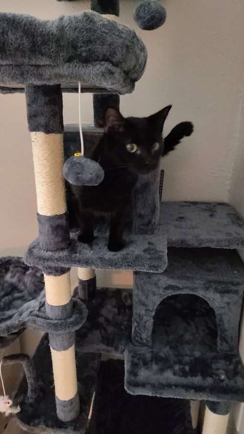 TONIC - Domestic Short Hair available for adoption