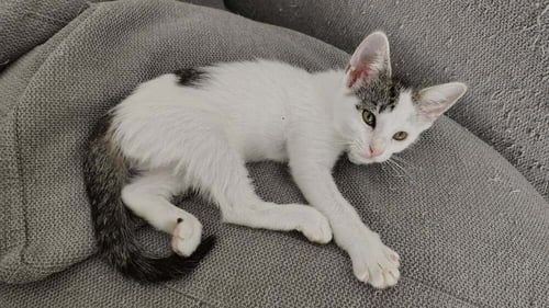 LOLA BUNNY - Domestic Short Hair for adoption in Deltona