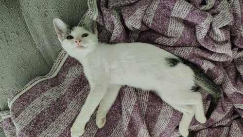LOLA BUNNY - Domestic Short Hair available for adoption