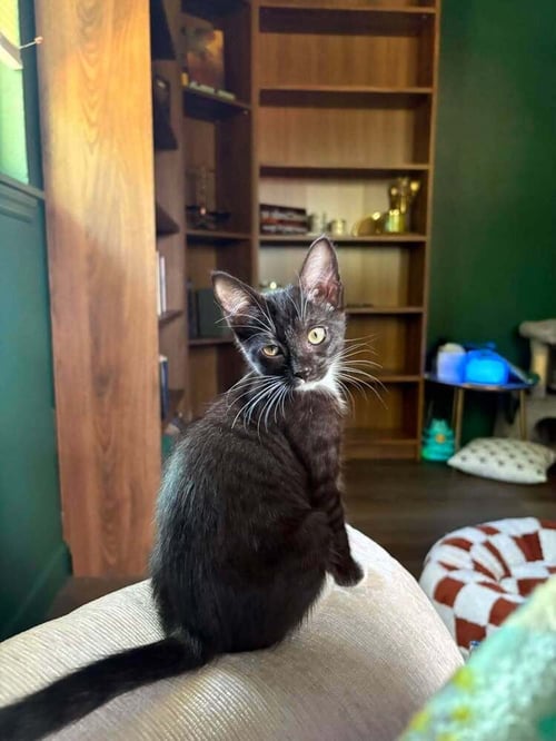 MOONLIGHT - Domestic Short Hair available for adoption