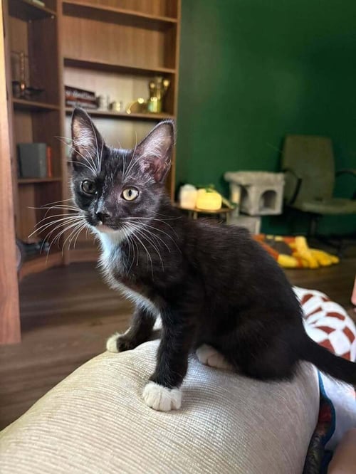 MOONLIGHT - Domestic Short Hair available for adoption