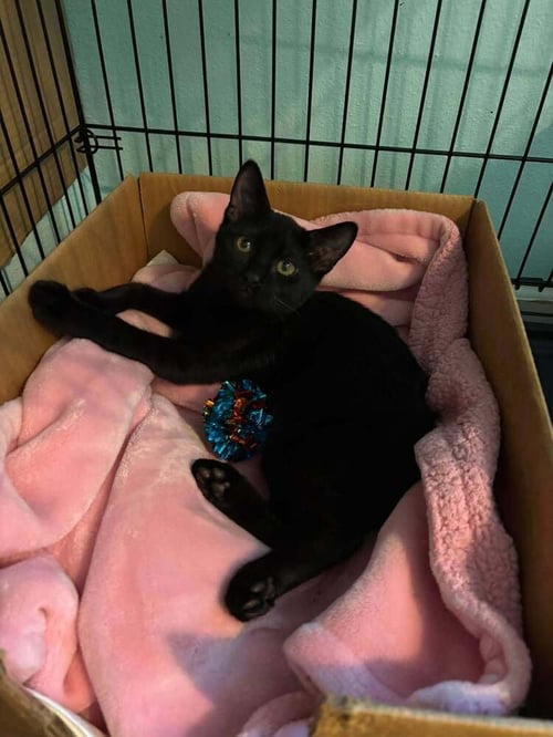 PATRIOT - Domestic Short Hair / Manx available for adoption