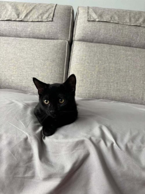 PATRIOT - Domestic Short Hair / Manx for adoption in Deltona