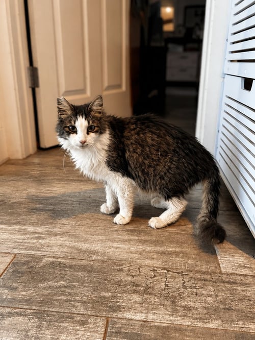 BARTHOLOMEW - Domestic Long Hair / Domestic Short Hair for adoption in Deltona